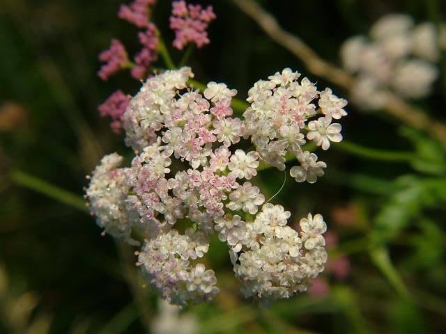 Torilis japonica Upright Hedge Parsley Apiaceae Images