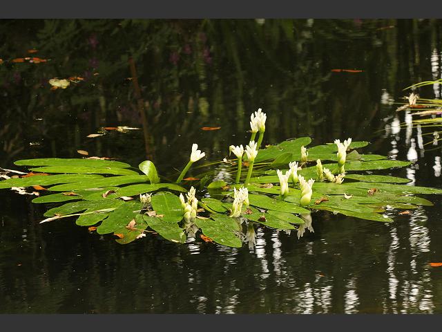 Aponogeton distachyos Cape Pondweed or Water Hawthorn Aponogetonaceae Images