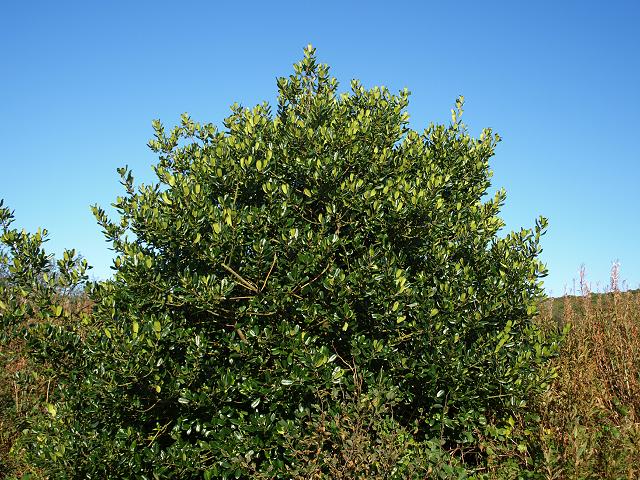 Ilex aquifolium Holly Aquifoliaceae Images