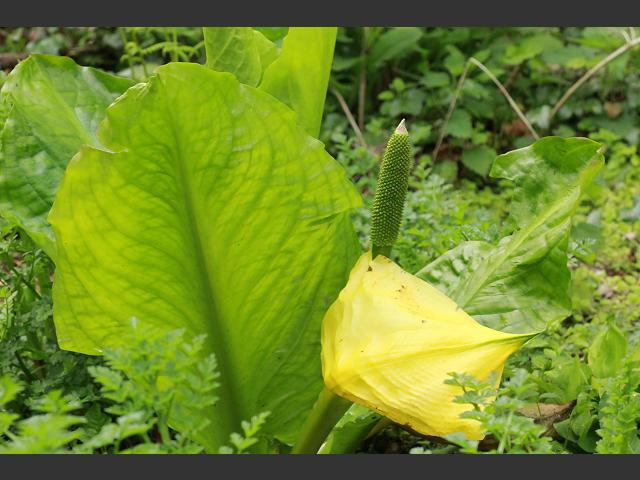 Lysichiton americanus American Skunk Cabbage Araceae Images