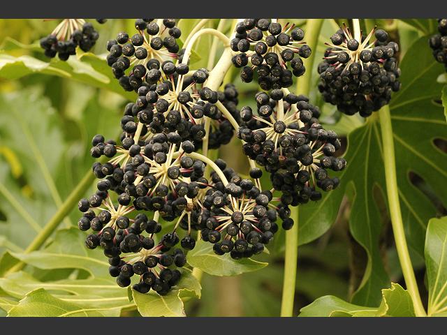 Fatsia japonia Japanese Aralia Araliaceae Images