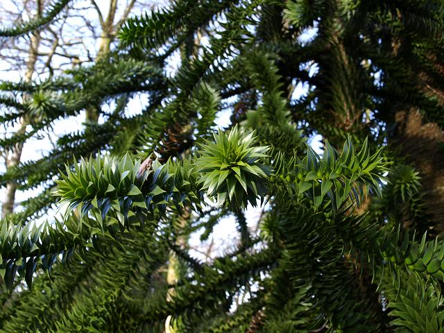 Araucaria araucana Monkey Puzzle Araucariaceae Images