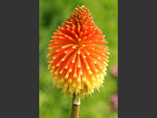 Kniphofia rooperi Red Hot Poker Asphodeloideae Images
