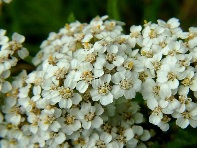 Achillea millefolium Yarrow Asteraceae Images