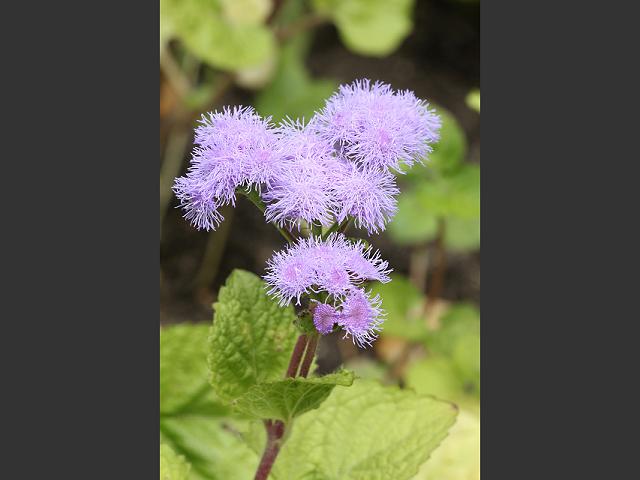 Ageratum houstonianum Flossflower Asteraceae Images