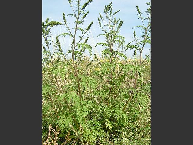 Ambrosia artemisiifolia Ragweed Asteraceae Images
