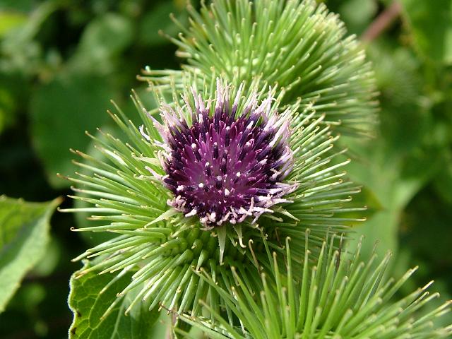 Arctium lappa Greater Burdock Asteraceae Images