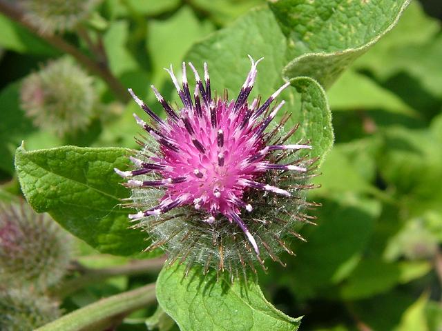 Arctium minus Lesser Burdock Asteraceae Images