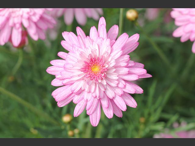 Argyranthemum frutescens Paris Daisy or Marguerite Asteraceae Images