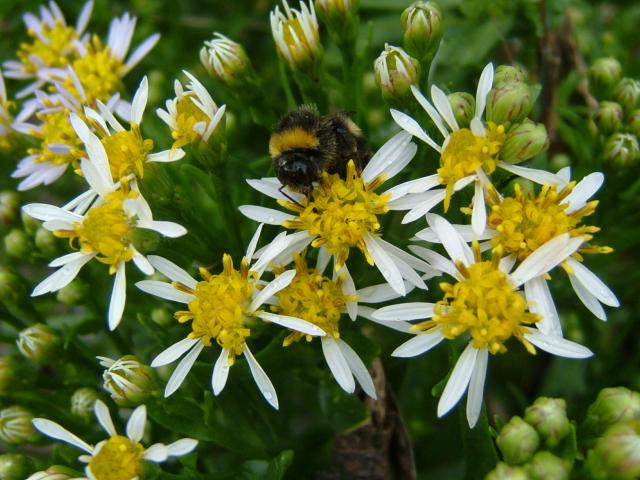 Aster tripolium Sea Aster Asteraceae Images