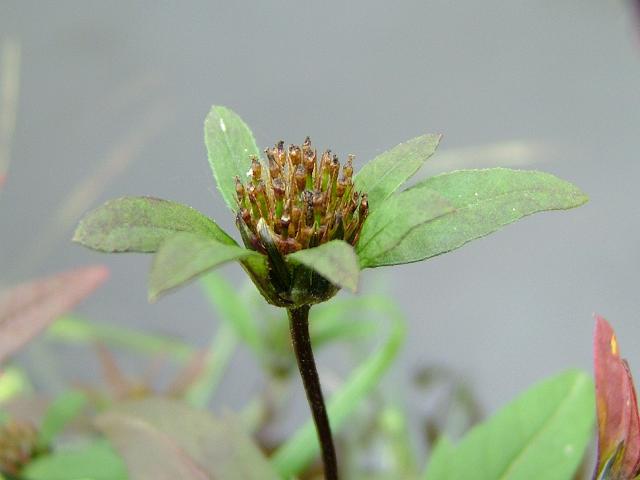 Bidens tripartita Trifid Bur marigold Asteraceae Images