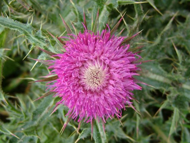Carduus nutans Musk or Nodding Thistle Asteraceae Images