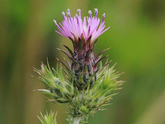 Carduus pycnocephalus Plymouth Thistle Asteraceae Images