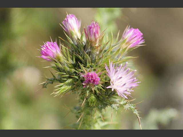 Carduus tenuiflorus Slender Thistle Asteraceae Images