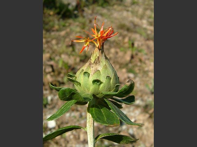 Carthamus tinctorius Safflower Asteraceae Images