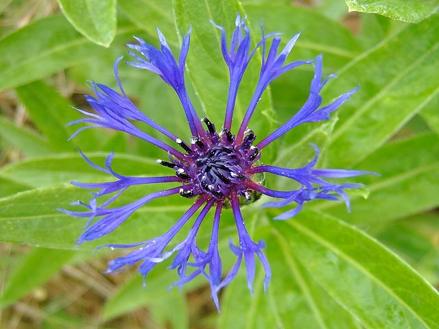 Centaurea montana Perennial Cornflower Asteraceae Images