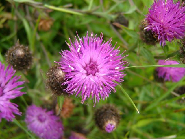 Centaurea nigra Common Knapweed Asteraceae Images