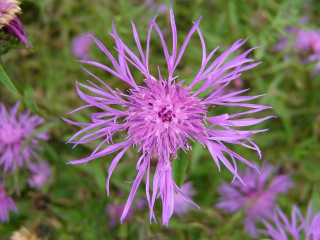 Centaurea nigra var radiata Common Knapweed Asteraceae Images