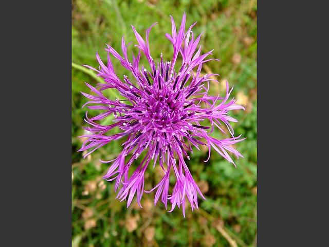Centaurea scabiosa Greater Knapweed Asteraceae Images