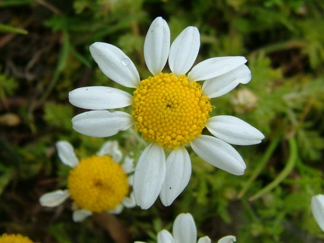 Chamaemelum nobile Chamomile Asteraceae Images