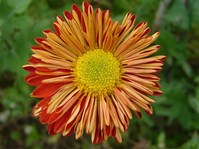 Chrysanthemum hybrid Garden Chrysanth or Chrysanthemum Asteraceae Images