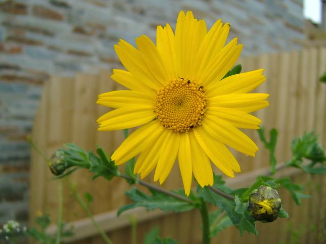 Glebionis segetum Chrysanthemum segetum Corn Marigold Asteraceae Images