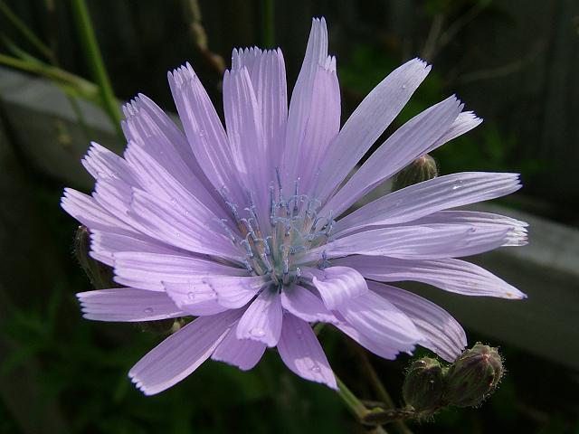 Cicerbita macrophylla Common Blue Sow Thistle Asteraceae Images