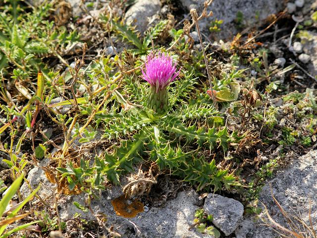 Cirsium acaule Dwarf Thistle Asteraceae Images