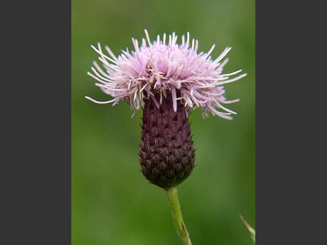 Cirsium arvense Creeping Thistle Asteraceae Images