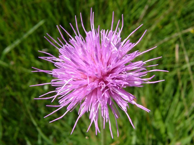 Cirsium dissectum Meadow Thistle Asteraceae Images