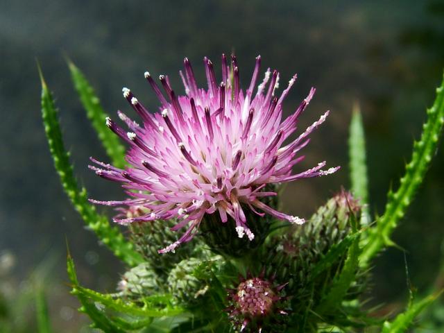 Cirsium palustre Marsh Thistle Asteraceae Images
