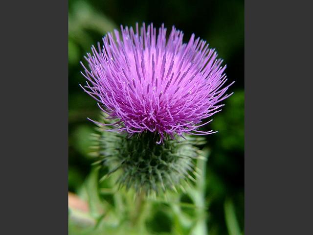 Cirsium vulgare Spear Thistle Asteraceae Images