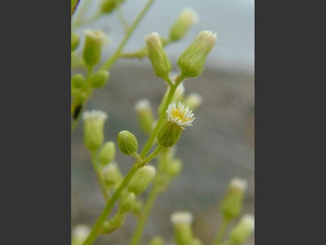 Conyza canadensis Canadian Fleabane Asteraceae Images