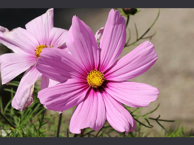 Cosmos bipinnatus Mexican Aster Mexican Aster or Garden Cosmos Asteraceae Images