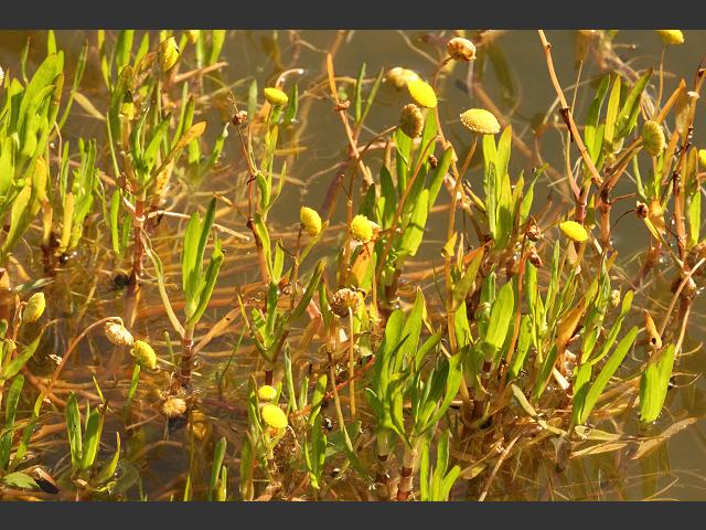 Cotula coronopifolia Buttonweed Brass golden buttons Asteraceae Images