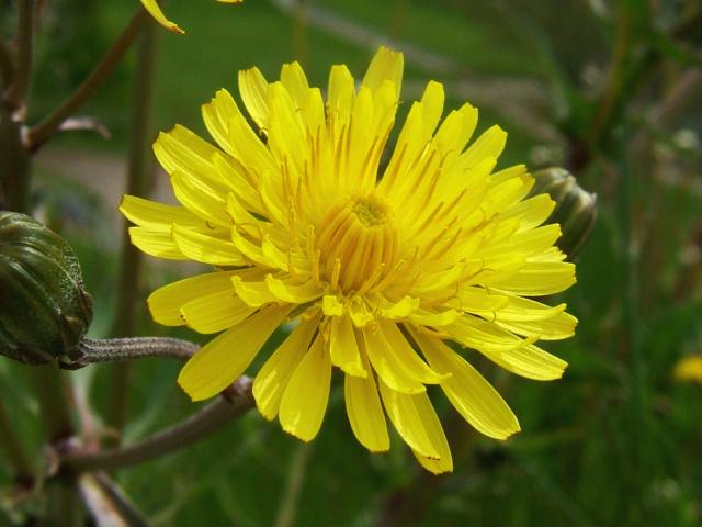 Crepis vesicaria Beaked Hawks beard Asteraceae Images