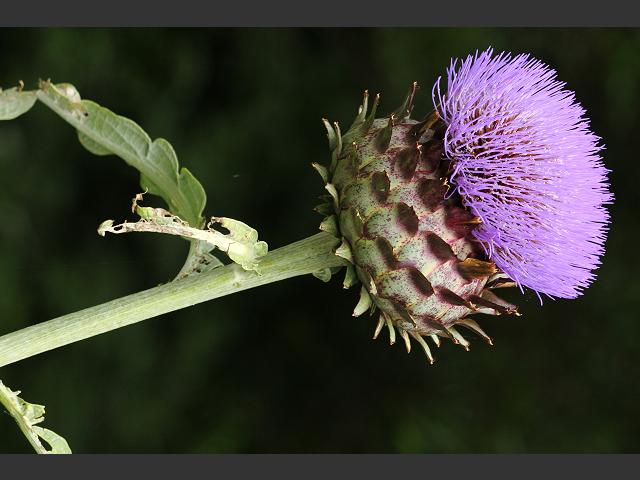 Cynara cardunculus Cardoon Asteraceae Images