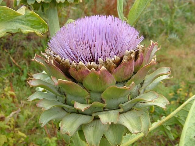 Cynara scolymus Globe Artichoke Asteraceae Images