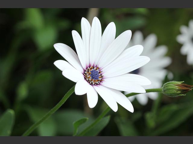 Dimorphotheca eckloni Cape Marguerite Asteraceae Images