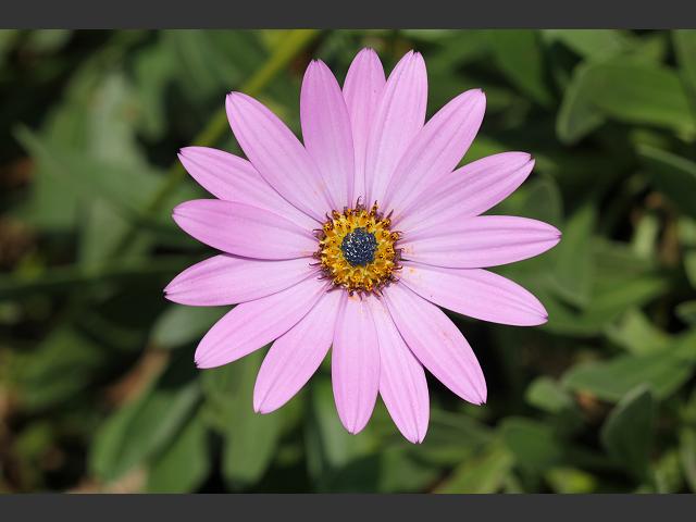 Dimorphotheca jucunda Star of the Veldt Asteraceae Images