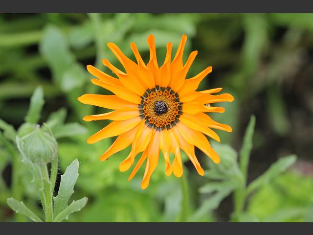 Dimorphotheca sinuata Dimorphotheca aurantiaca African Daisy Namaqualand Daisy Asteraceae Images