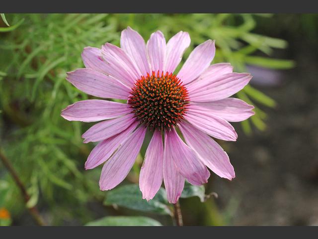 Echinacea purpurea Purple Coneflower Asteraceae Images