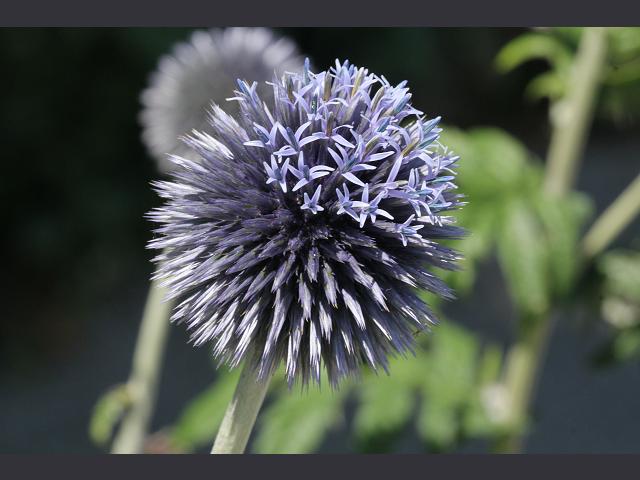 Echinops bannaticus Blue Globe Thistle Asteraceae Images