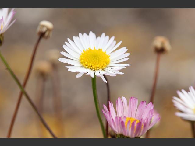 Erigeron karvinskianus Mexican Fleabane Asteraceae Images