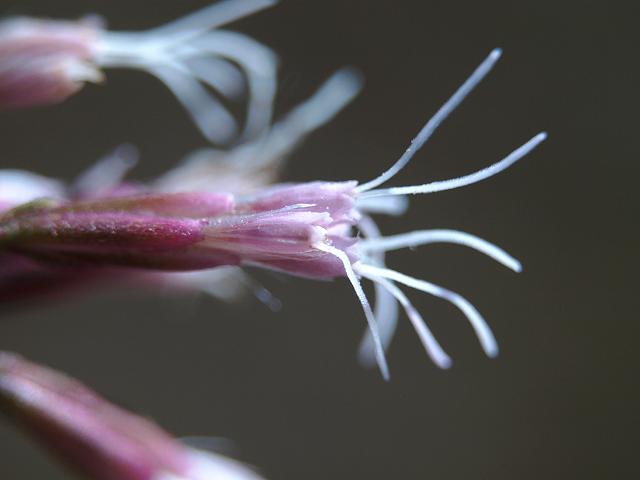 Eupatorium cannabinum Hemp agrimony Asteraceae Images