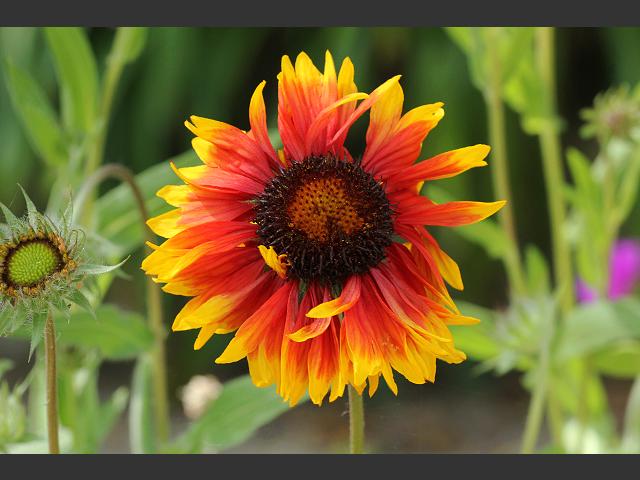 Gaillardia x grandiflora Blanket flower Asteraceae Images