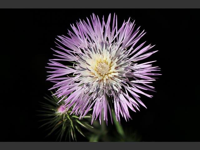 Galactites tomentosa Card Blanc Boar or Mediterranean Thistle Asteraceae Images