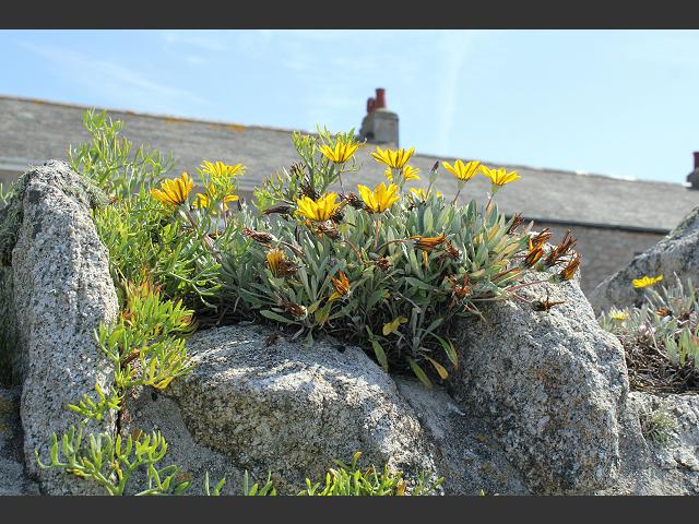 Gazania rigens Treasureflower Treasure Flower Garden Gazania Asteraceae Images