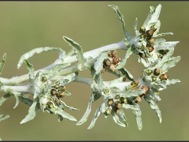 Gnaphalium uliginosum Marsh Cudweed Asteraceae Images