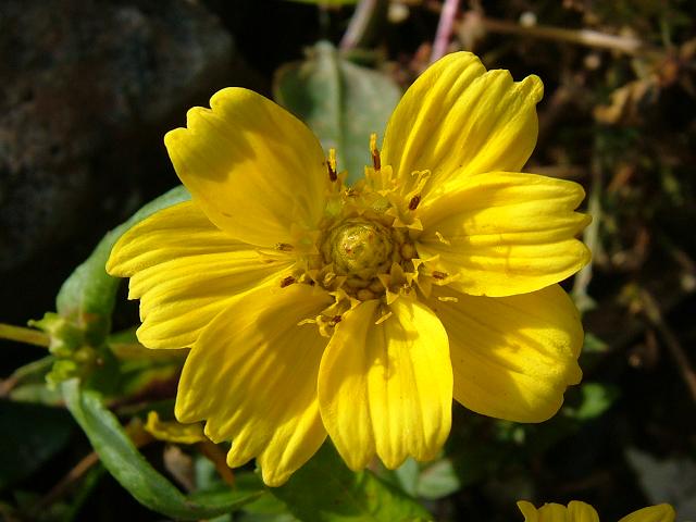 Guizotia abyssinica Niger Asteraceae Images